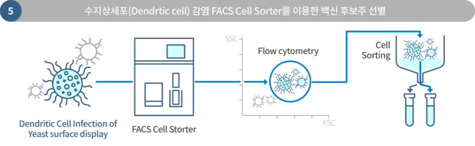 수지상세포 감염 FACS Cell Sorter를 이용한 백신 후보주 선별